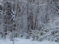 [小樽の風景]裏山にて2010年12月24日撮影