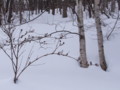 [小樽の風景]裏山にて2011年1月24日撮影