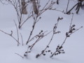 [小樽の風景]裏山にて2011年1月24日撮影