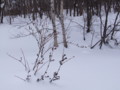 [小樽の風景]裏山にて2011年1月24日撮影