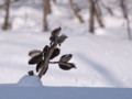 [小樽の風景]裏山にて2011年2月9日撮影