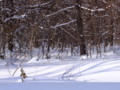 [小樽の風景]裏山にて2011年2月9日撮影