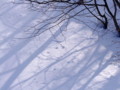 [小樽の風景]裏山にて2011年2月9日撮影