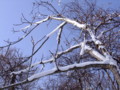 [小樽の風景]裏山にて2011年2月9日撮影