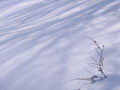 [小樽の風景]裏山にて2011年2月9日撮影