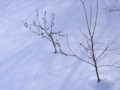 [小樽の風景]裏山にて2011年2月9日撮影