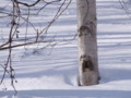 [小樽の風景]裏山にて2011年3月5日撮影