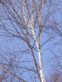 [小樽の風景]裏山にて2011年3月5日撮影