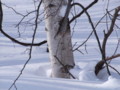 [小樽の風景]裏山にて2011年3月5日撮影