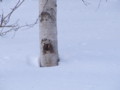 [小樽の風景]裏山にて2011年3月5日撮影