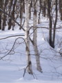 [小樽の風景]裏山にて2011年3月5日撮影