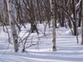 [小樽の風景]裏山にて2011年3月5日撮影