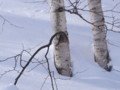 [小樽の風景]裏山にて2011年3月5日撮影