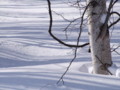 [小樽の風景]裏山にて2011年3月5日撮影