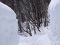 [小樽の風景]庭にて2011年3月5日撮影