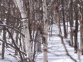 [小樽の風景]裏山にて2011年3月5日撮影