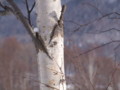 [小樽の風景]裏山にて2011年3月5日撮影