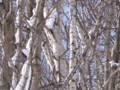 [小樽の風景]裏山にて2011年3月5日撮影