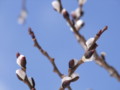 [小樽の風景]裏山にて2011年3月27日撮影