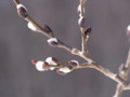 [小樽の風景]裏山にて2011年3月27日撮影