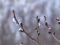 [小樽の風景]裏山にて2011年3月27日撮影