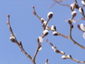 [小樽の風景]裏山にて2011年3月27日撮影