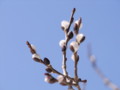 [小樽の風景]裏山にて2011年3月27日撮影