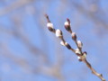 [小樽の風景]裏山にて2011年3月27日撮影