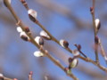 [小樽の風景]裏山にて2011年3月27日撮影