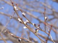 [小樽の風景]裏山にて2011年3月27日撮影