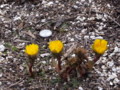 [小樽の花風景]庭にて2011年4月9日撮影