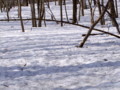 [小樽の風景]裏山にて2011年4月11日撮影