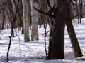 [小樽の風景]裏山にて2011年4月11日撮影
