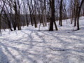 [小樽の風景]裏山にて2011年4月11日撮影