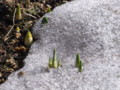 [小樽の風景]裏山にて2011年4月11日撮影