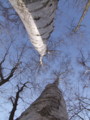 [小樽の風景]裏山にて2011年4月11日撮影