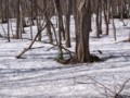 [小樽の風景]裏山にて2011年4月20日撮影