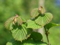 [小樽の風景]裏山にて2011年5月31日撮影