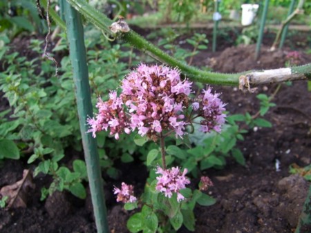 f:id:sikihuukei:20110820072813j:image