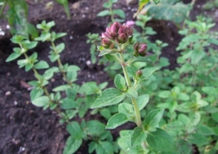 f:id:sikihuukei:20110820072814j:image