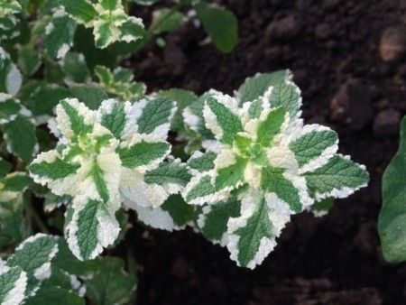 f:id:sikihuukei:20110820073025j:image