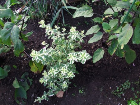 f:id:sikihuukei:20110820073026j:image