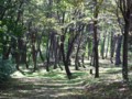 [小樽の風景]長橋なえぼ公園にて2011年9月26日撮影