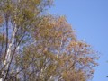 [小樽の風景]長橋なえぼ公園にて2011年10月19日撮影