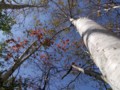 [小樽の風景]長橋なえぼ公園にて2011年10月19日撮影