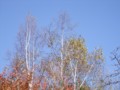 [小樽の風景]長橋なえぼ公園にて2011年10月19日撮影