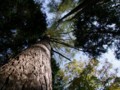 [小樽の風景]長橋なえぼ公園にて2011年10月19日撮影