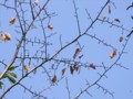 [小樽の風景]長橋なえぼ公園にて2011年10月19日撮影