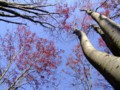 [小樽の風景]長橋なえぼ公園にて2011年10月19日撮影