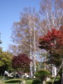 [小樽の風景]ロータリーの杜にて2011年10月20日撮影